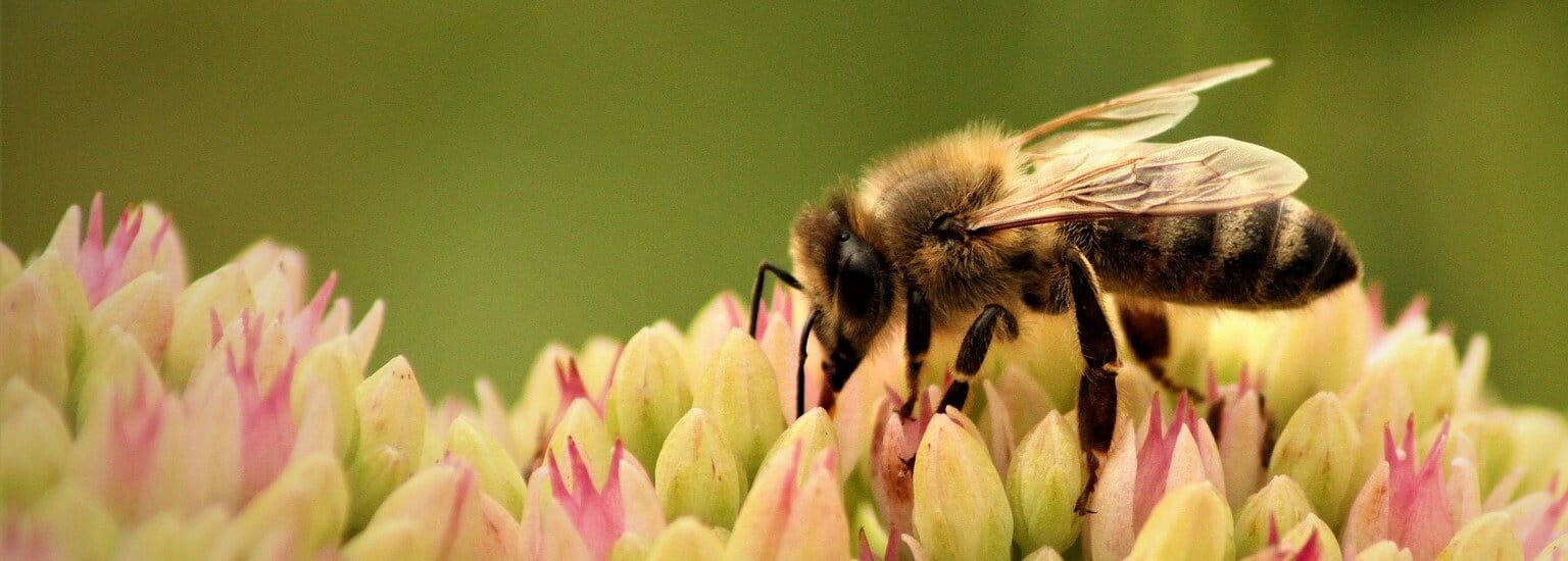 Biene auf Blüte – Sinnbild für natürlichen Umweltschutz und nachhaltige Ökosysteme